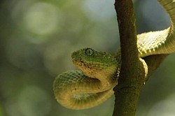 Atheris