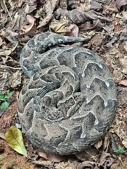 Puff adder