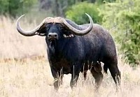 Buffalo